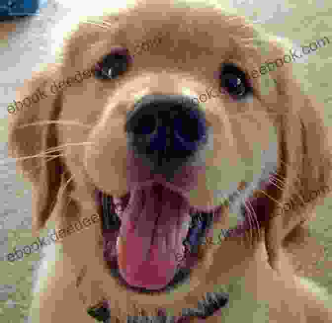 A Beautiful Golden Retriever Puppy With A Happy Expression, Looking Directly At The Camera. The Animal S Companion: People Their Pets A 26 000 Year Love Story