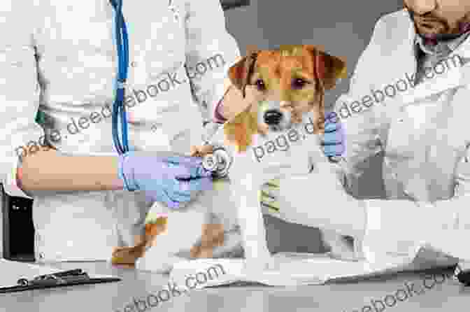 A Dog Being Examined By A Veterinarian The Complete Dog Book: 20th Edition