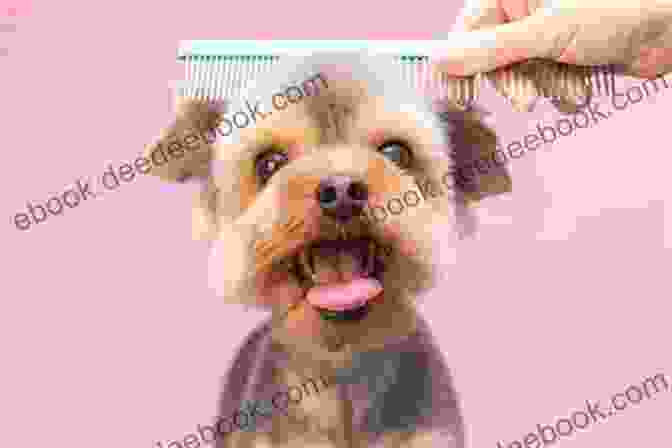 A Dog Being Groomed The Complete Dog Book: 20th Edition