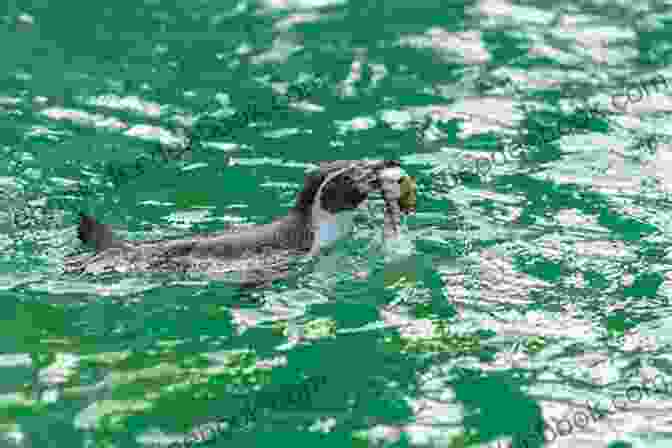 A Galápagos Penguin Feeding On Fish In The Warm Waters Of The Galápagos Islands Penguins Like Warm Climates Too Animal For Kids 9 12 Children S Animal