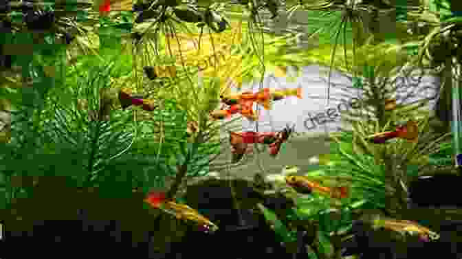 A Group Of Fancy Guppies Swimming In An Aquarium. Aquarium Care Of Fancy Guppies (Animal Planet Pet Care Library)