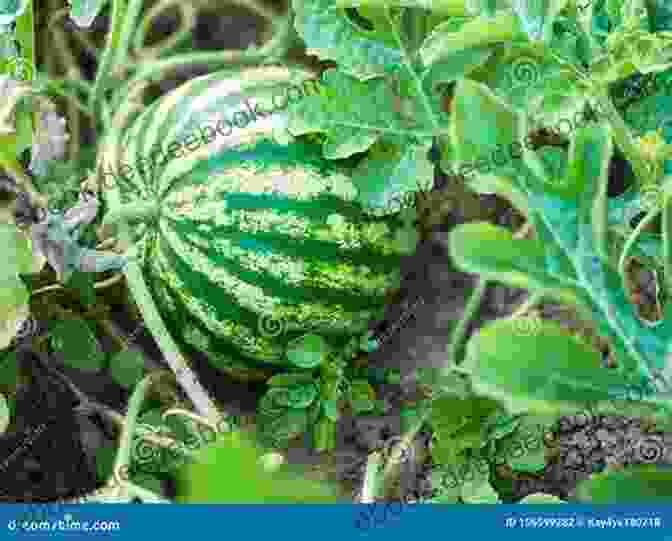 A Lush Field Of Watermelons Ripening On The Vine Under A Clear Blue Sky. Where The Watermelons Grow Cindy Baldwin