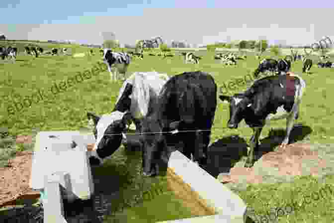 A Miniature Cow Drinking From A Water Trough Miniature Cows As Pets Miniature Cow Keeping Care Housing Pros And Cons Health And Diet Miniature Cows Owners Manual