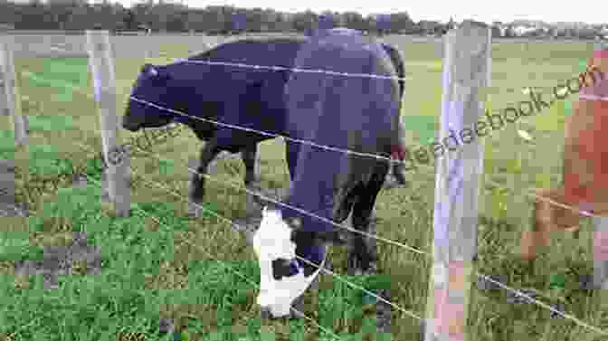 A Miniature Cow Standing Behind A Fence Miniature Cows As Pets Miniature Cow Keeping Care Housing Pros And Cons Health And Diet Miniature Cows Owners Manual