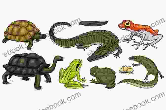 A Turtle, A Frog, A Snake, And A Lizard Turtles Frogs Snakes And Lizards Children S Science Nature