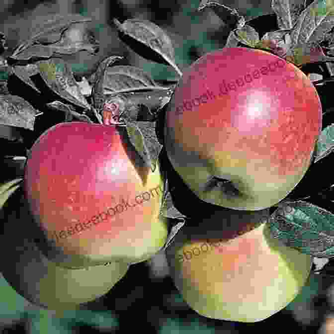 A Vibrant Image Of A Pile Of Crisp, Red Anna Apples With Their Signature Green Undertones Sour Apples (The Anna 4)