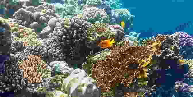 Damaged Coral Reef Due To Pollution And Overfishing Hidden Hurts (Secrets In Paradise 2)