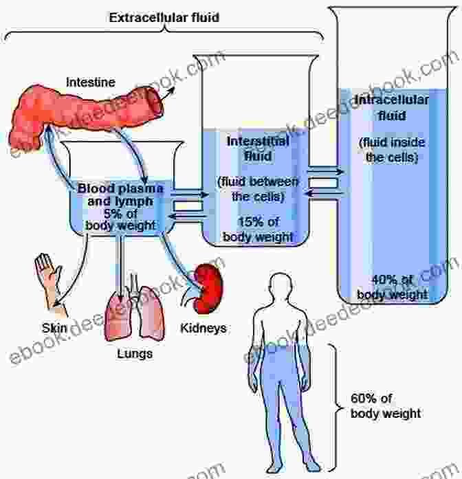 Diagram Illustrating Fluid Balance In The Body, Showing Intake And Output Through Various Channels IV Fluids Calculations E Guide: Mastering In IV Fluids Calculations (Nursing Medical And Allied Health 1)