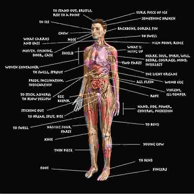 Diagram Of The Human Body's Anatomy How Your Body Works Anatomy And Physiology