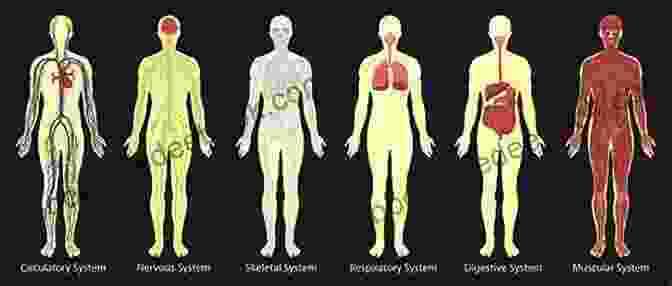 Diagram Of The Human Body's Physiology How Your Body Works Anatomy And Physiology