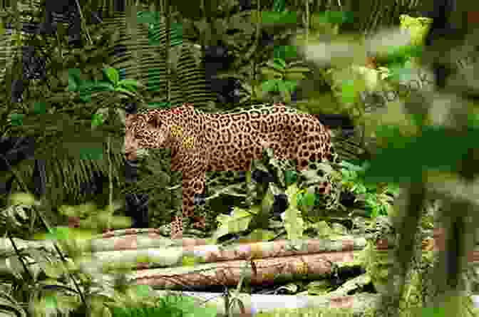 Jet And Axel Facing A Jaguar In The Amazon Rainforest Jet And Axel Into The Jungle