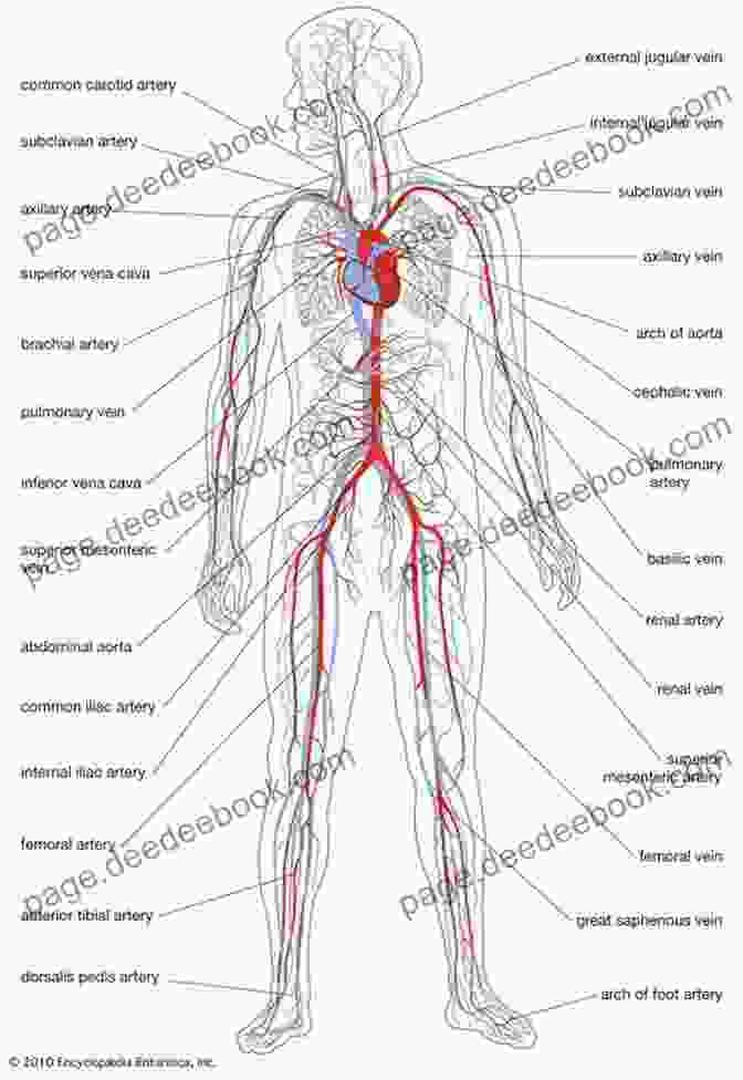 The Human Circulatory System Human Anatomy Facts For Little Doctors : Nervous Immune And Digestive Systems Biology Junior Scholars Edition Children S Biology