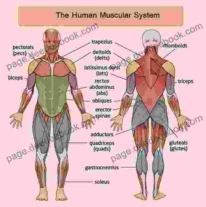 The Human Muscular System Human Anatomy Facts For Little Doctors : Nervous Immune And Digestive Systems Biology Junior Scholars Edition Children S Biology