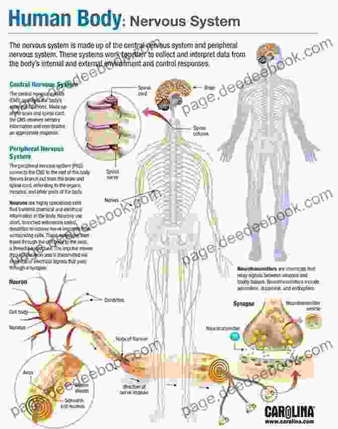 The Human Nervous System Human Anatomy Facts For Little Doctors : Nervous Immune And Digestive Systems Biology Junior Scholars Edition Children S Biology