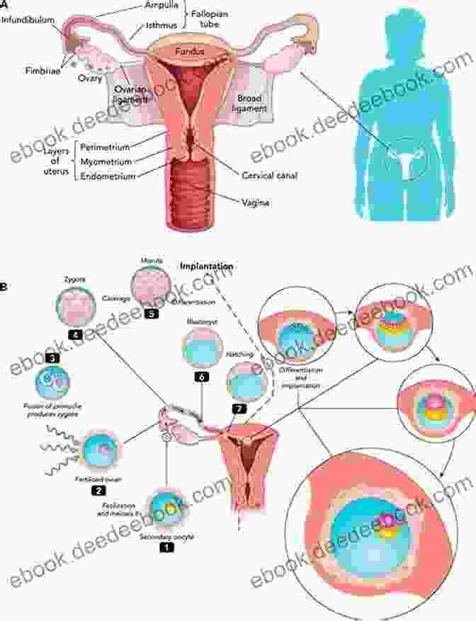 The Human Reproductive System Human Anatomy Facts For Little Doctors : Nervous Immune And Digestive Systems Biology Junior Scholars Edition Children S Biology