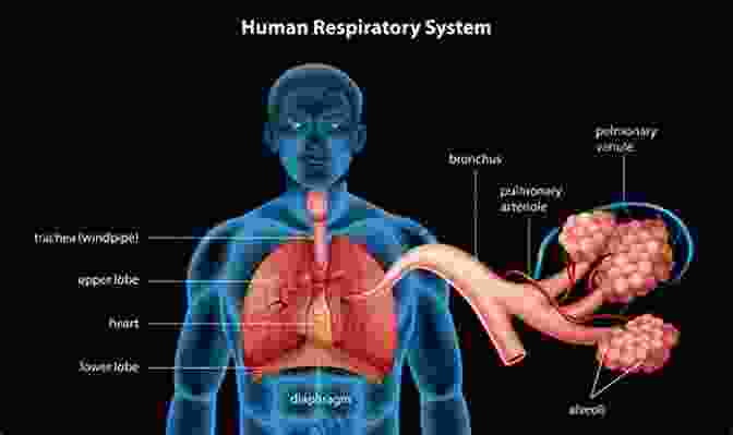 The Human Respiratory System Human Anatomy Facts For Little Doctors : Nervous Immune And Digestive Systems Biology Junior Scholars Edition Children S Biology