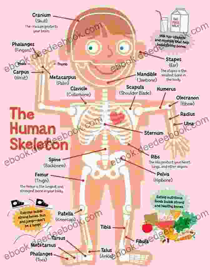 The Human Skeleton Human Anatomy Facts For Little Doctors : Nervous Immune And Digestive Systems Biology Junior Scholars Edition Children S Biology